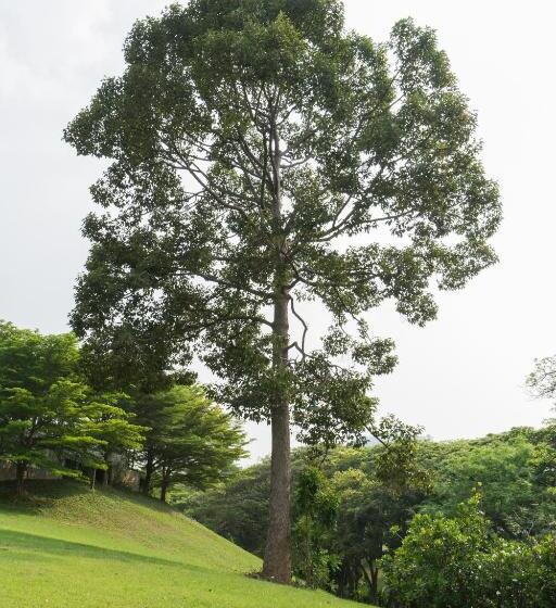 ホテル Rain Tree Khao Yai