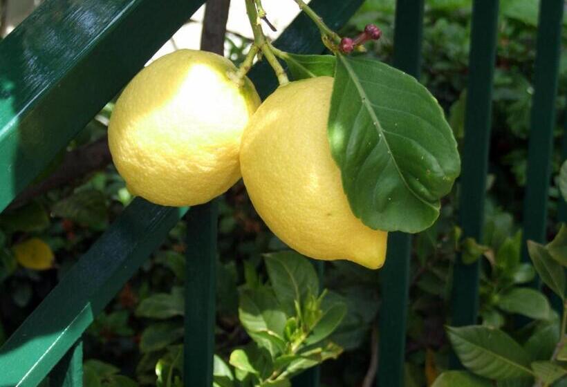 B&b Alle Ortensie Blu