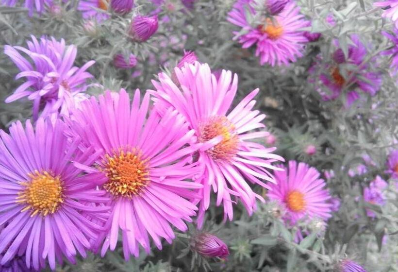 B&b Alle Ortensie Blu