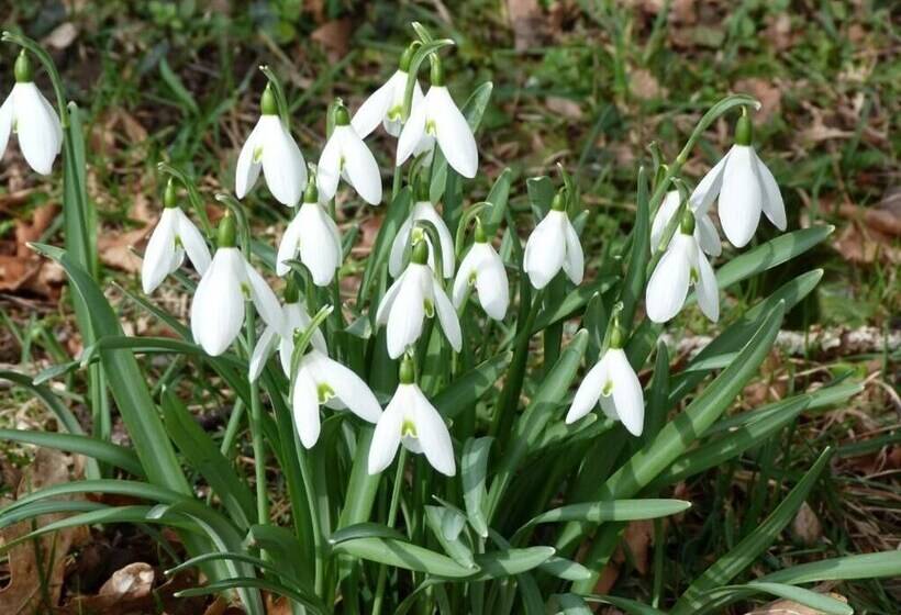 צימר Stuartlodge S