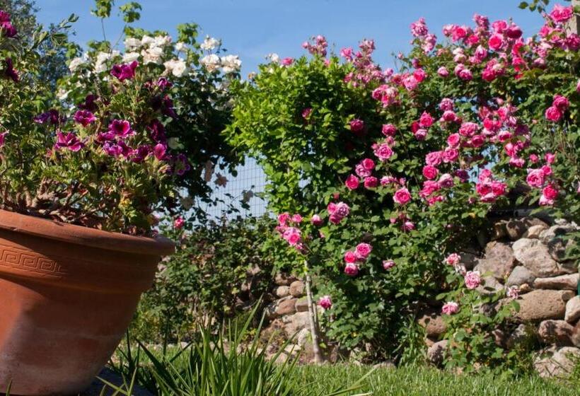 Bed and Breakfast Il Vecchioliveto Di Ornella