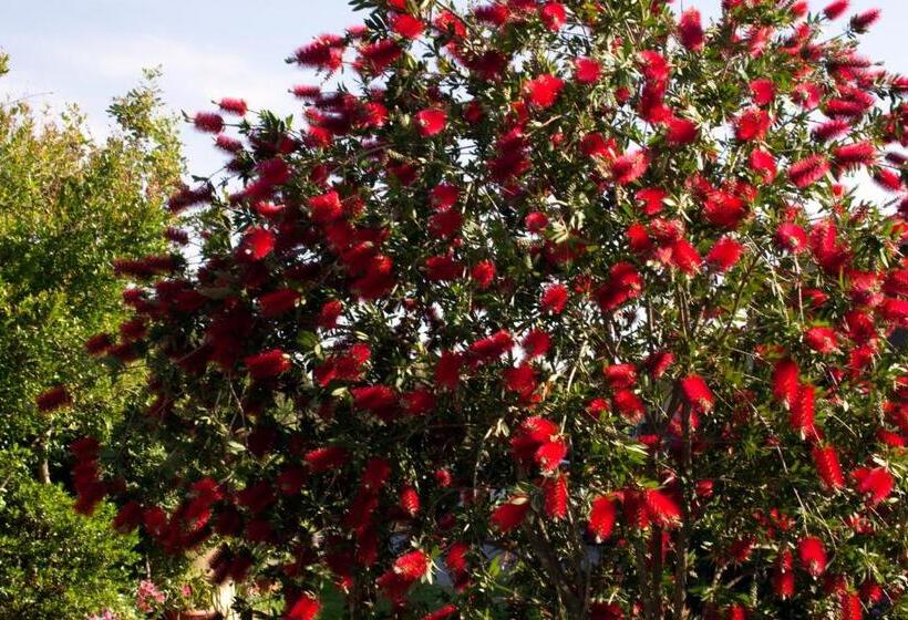 Bed and Breakfast Il Vecchioliveto Di Ornella