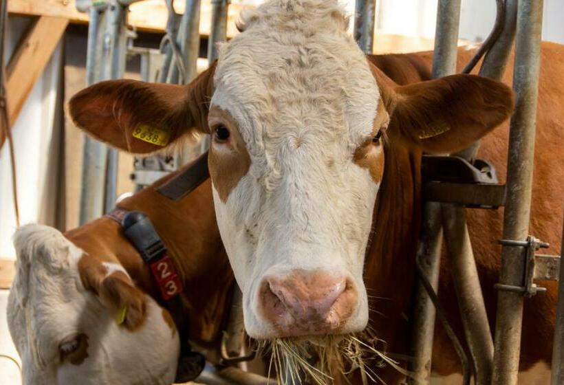 ペンション Familienbauernhof Salmanner