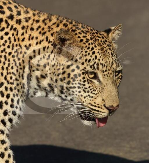 ペンション Le Gallerie Luxury Accommodation