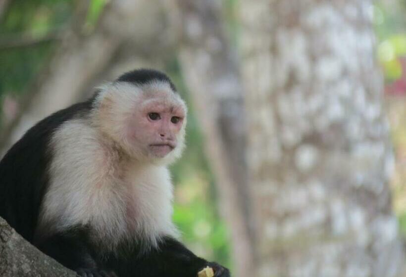 فندق Monkey Lodge Panama