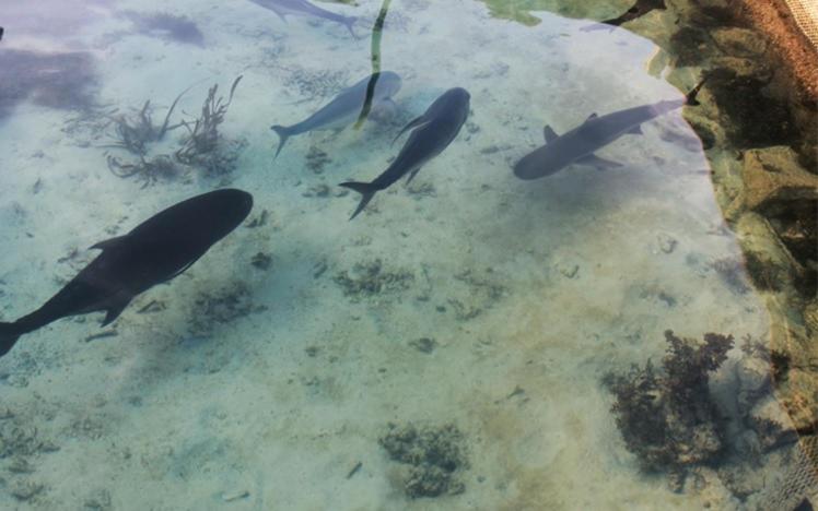 پانسیون Royal Mermaid