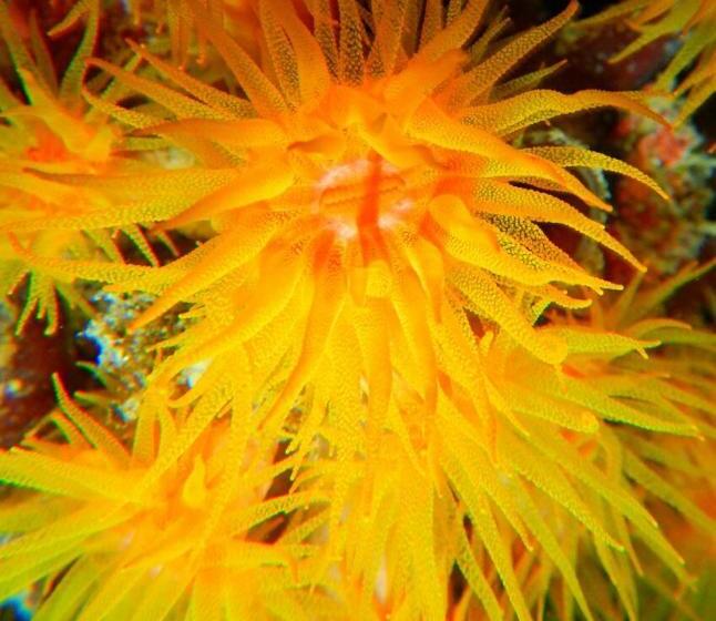 پانسیون Royal Mermaid