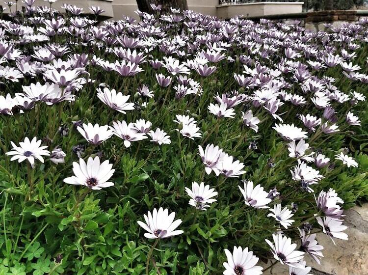 هتل Ata Lagoon Beach