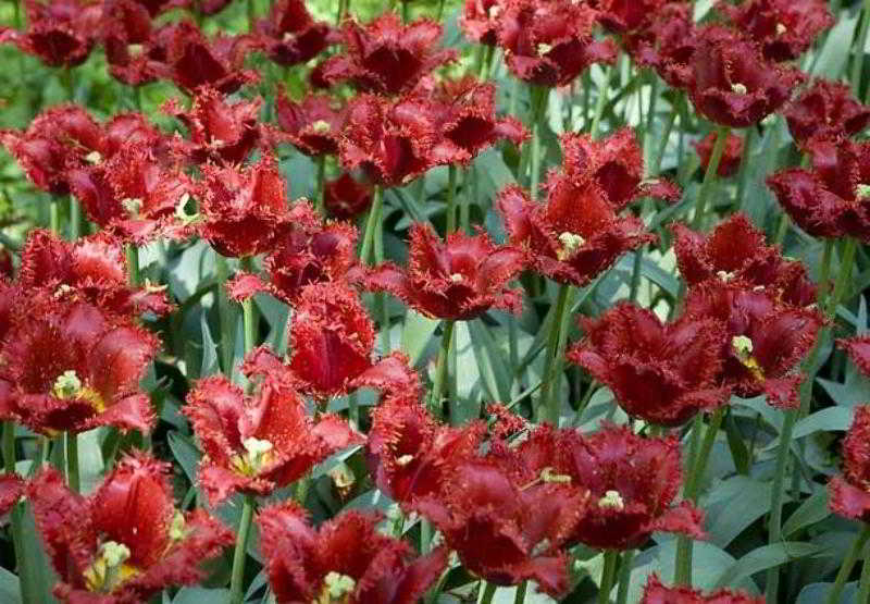 هتل Courtyard By Marriott Fayetteville