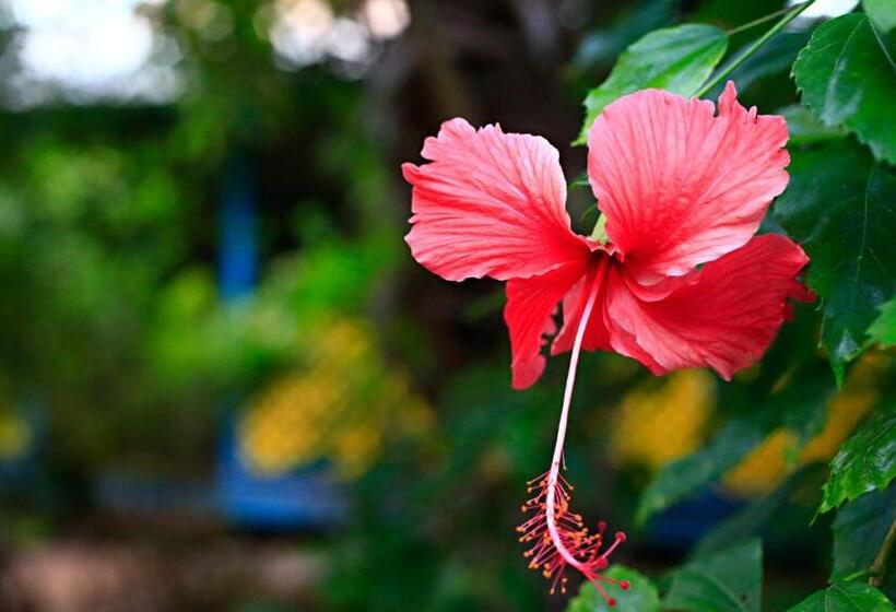 فندق Habitat Resort