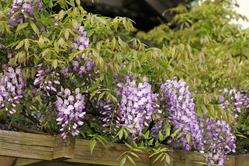 酒店 Chikurinin Gunpoen