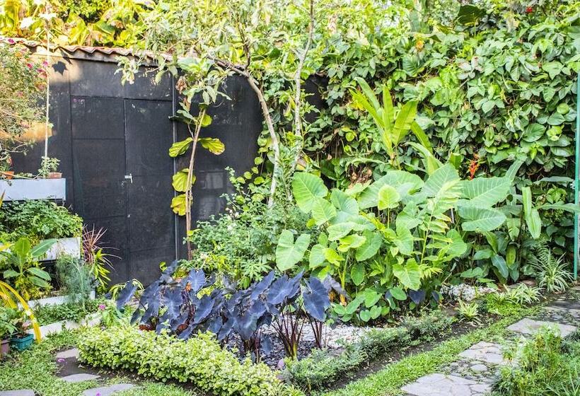 árbol De Fuego Eco Hotel, A Green Experience In The City