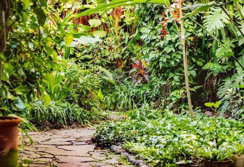 árbol De Fuego Eco Hotel, A Green Experience In The City