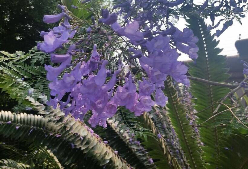 مسافرخانه Constantia Manor Guest House