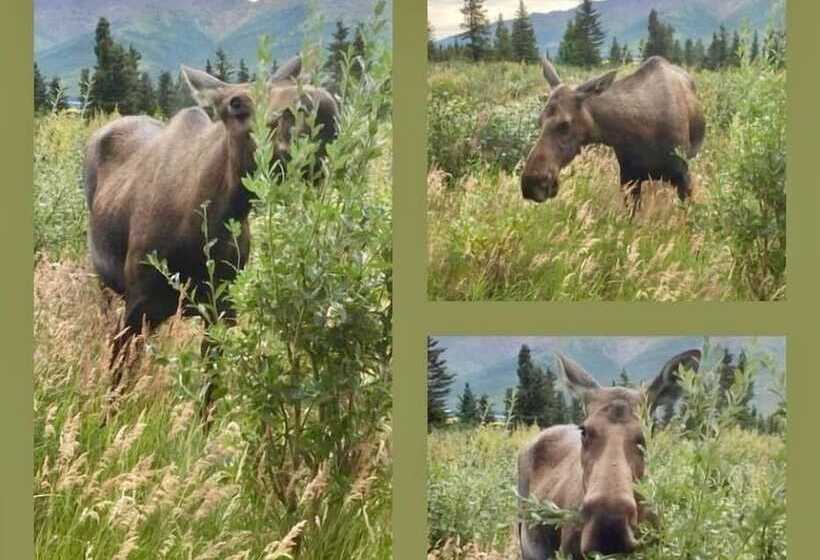 בית מלון כפרי Denali Park