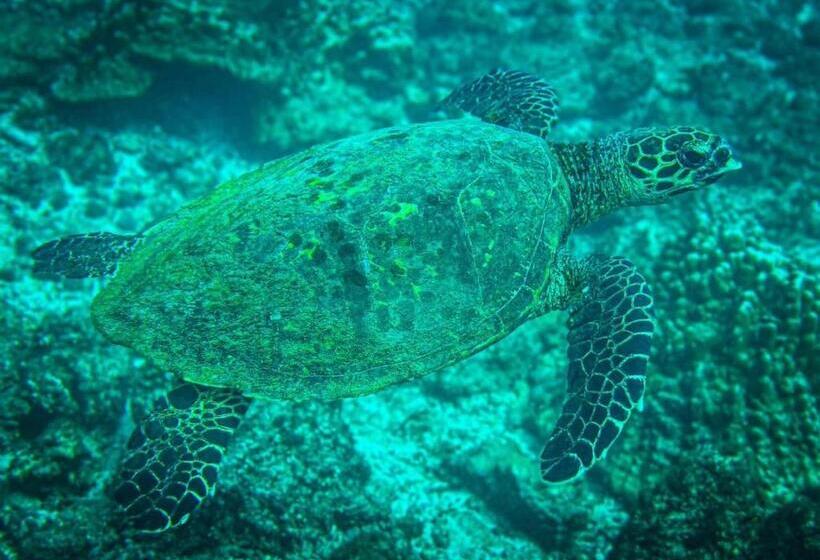 פנסיון Luminosa Uvita Hostel