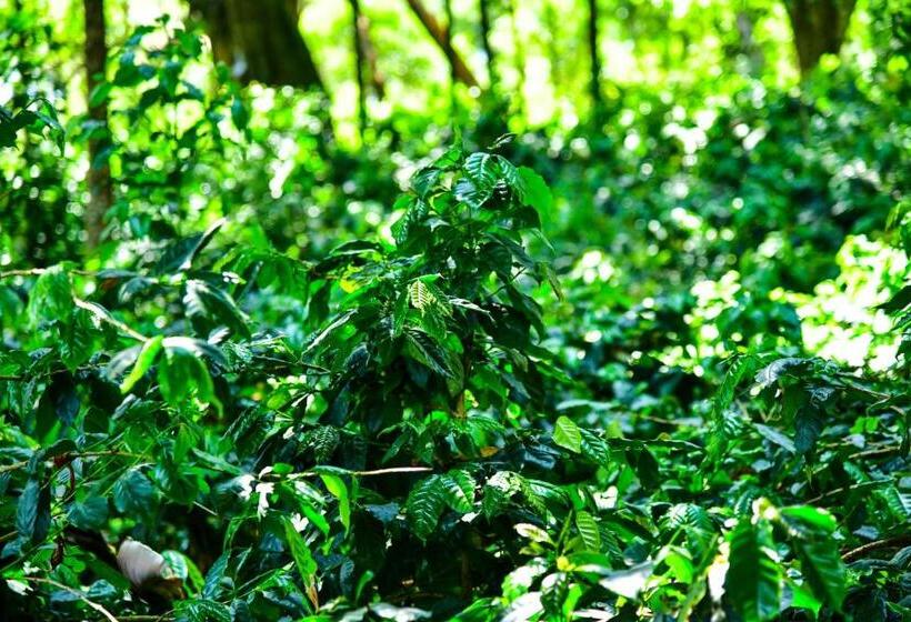 住宿加早餐  Niraamaya Blue Mountain  Chikmagalur