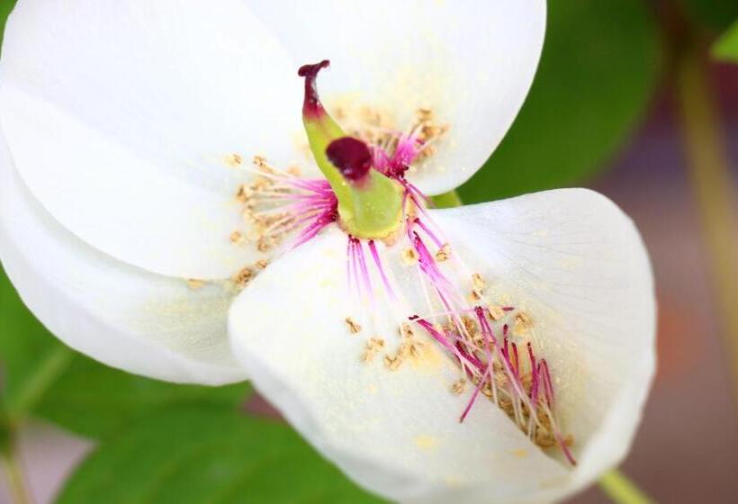 بنسيون Tubakiann