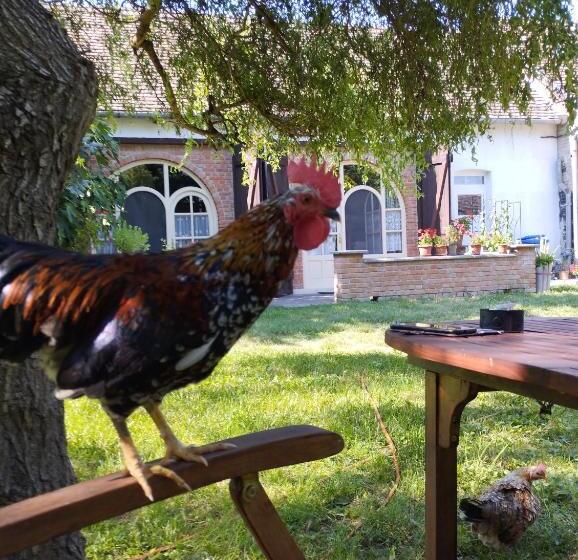 بنسيون Helesfa Vendégház