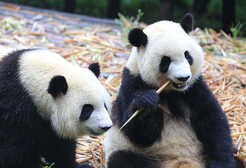 ホテル Crowne Plaza Chengdu West, An Ihg