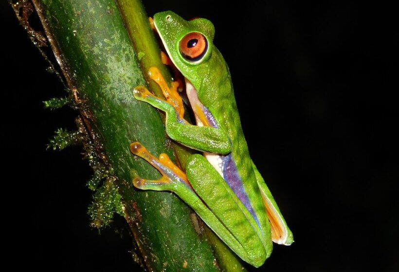 فندق Yatama Ecolodge Sarapiqui