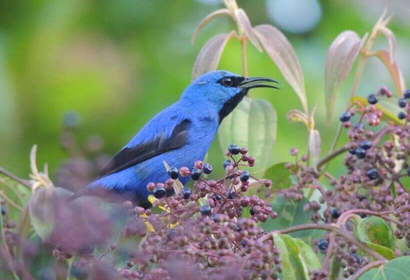 فندق Yatama Ecolodge Sarapiqui