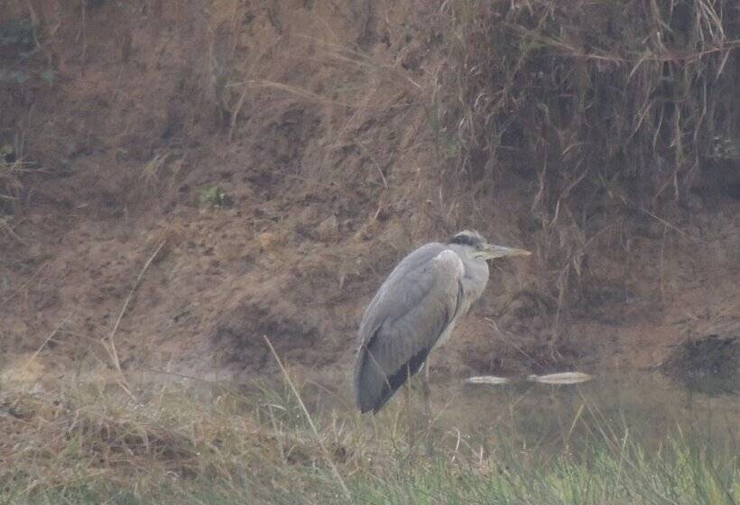 膳宿费 Room In Farmhouse   Dandeli   Aura Jungle Stay