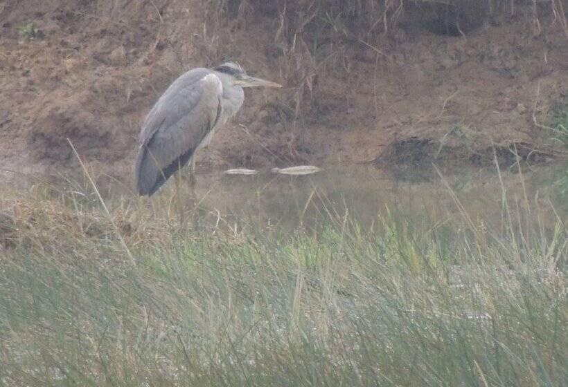 膳宿费 Room In Farmhouse   Dandeli   Aura Jungle Stay