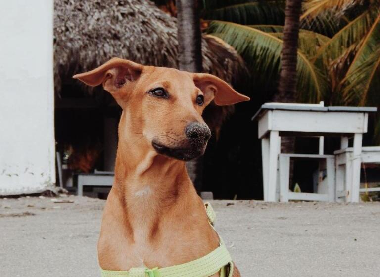 هاستل Casita De Playa Bomalu
