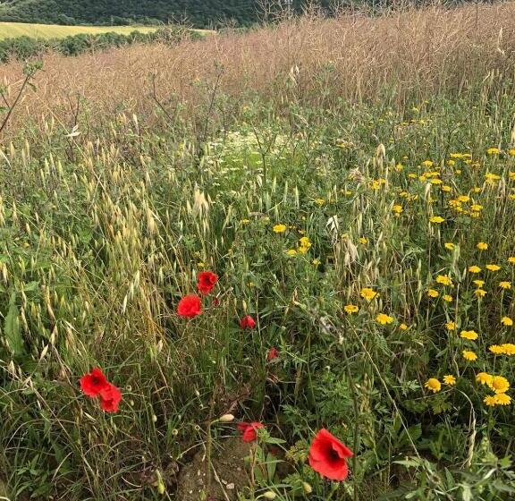 Podere Caldaruccio La Pineta