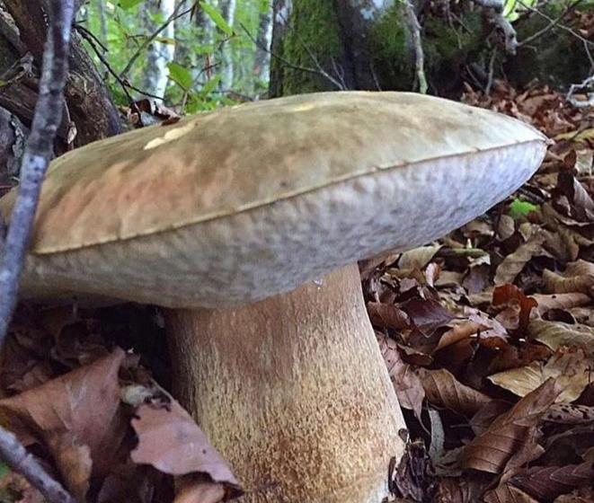 酒店 Albergo Canella