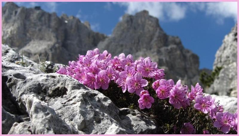 酒店 Albergo Canella