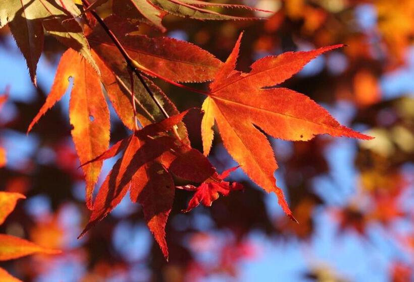 בית מלון כפרי Ander