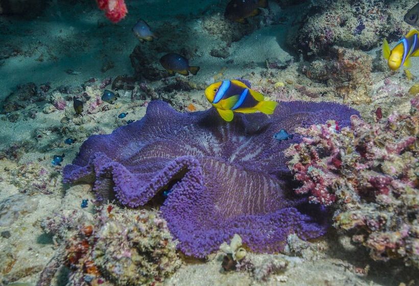 Beqa Lagoon Resort
