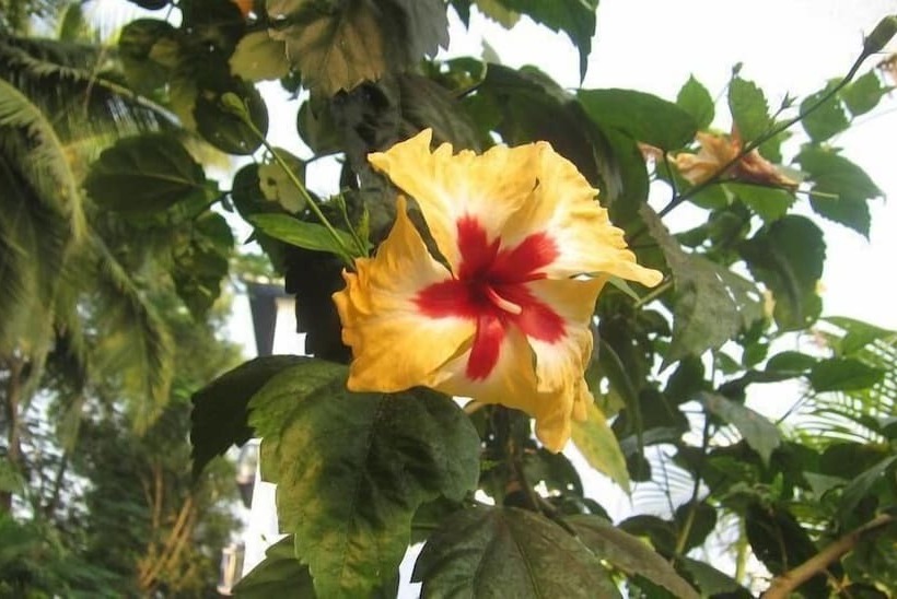 هتل Mayflower By Casa Eternal Beach Resort Baga