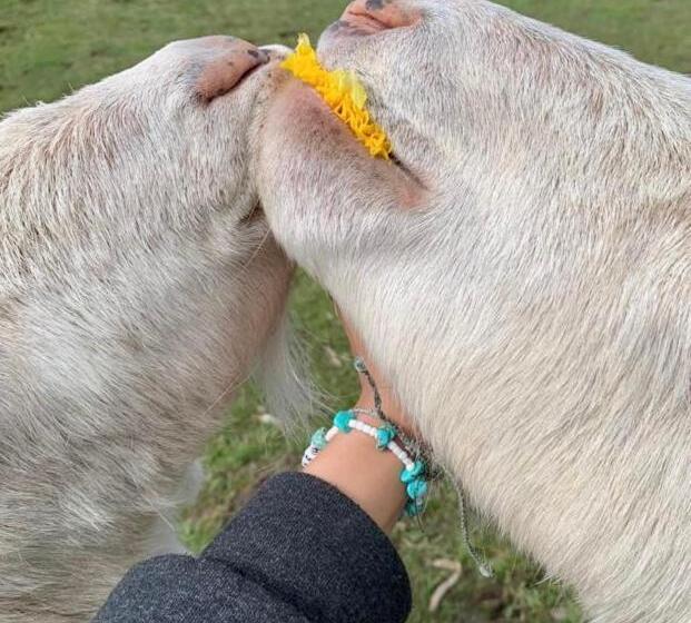 בית מלון כפרי Farm Stay Maple Cottage At Wilindi Estate