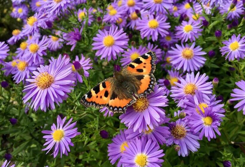 ベッドアンドブレックファースト Gästehaus Hoffmann