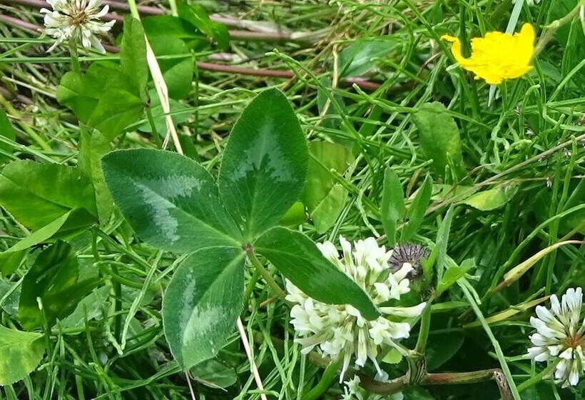 هتل Haus Bergheim