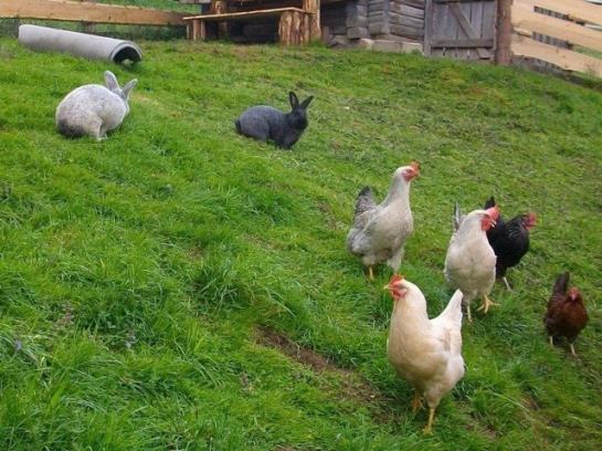 Отель Hochserner-hof