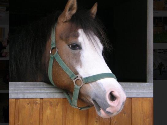 Отель Hochserner-hof
