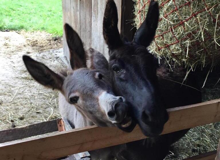 ホテル Nussbaumer Am Irrsee