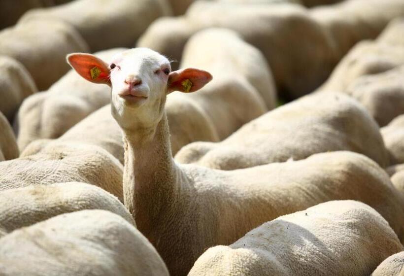 ホテル Nussbaumer Am Irrsee