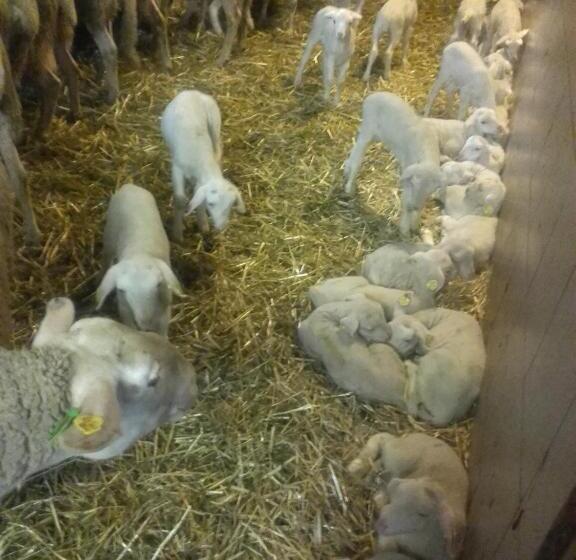 ホテル Nussbaumer Am Irrsee