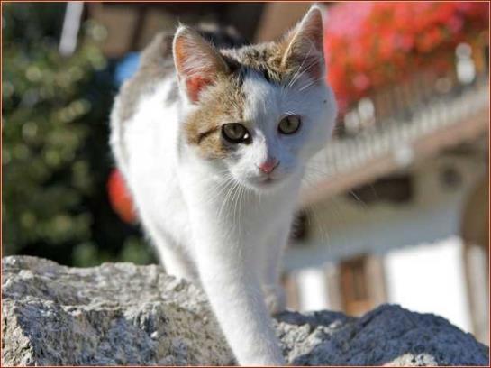 فندق Scharrerhof