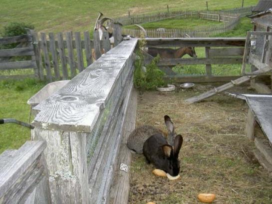 تختخواب و صبحانه Pension Asingerhof