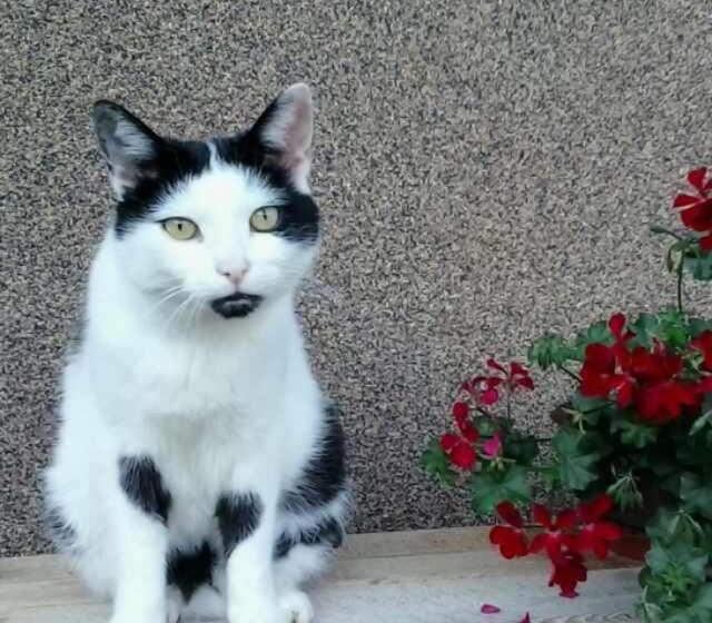 פנסיון Gästehaus Bergland