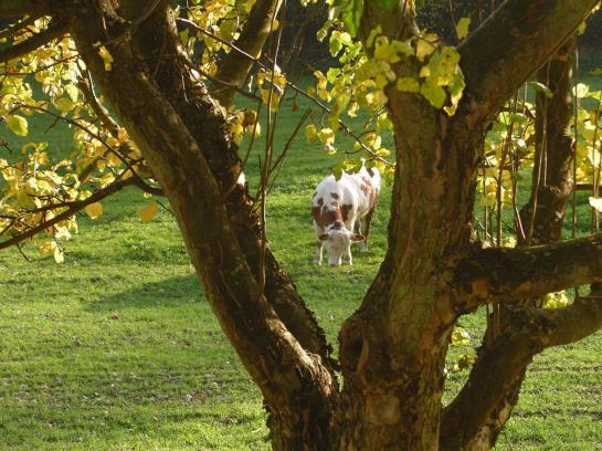 בית מלון כפרי Holzgethan