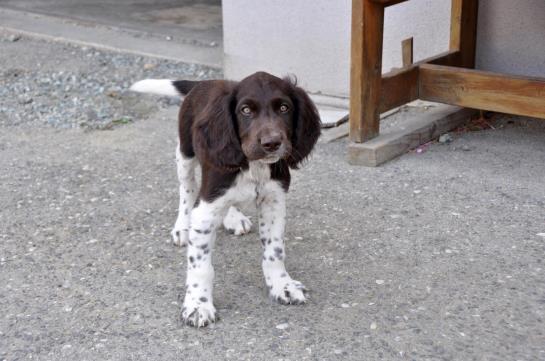 בית מלון כפרי Holzgethan