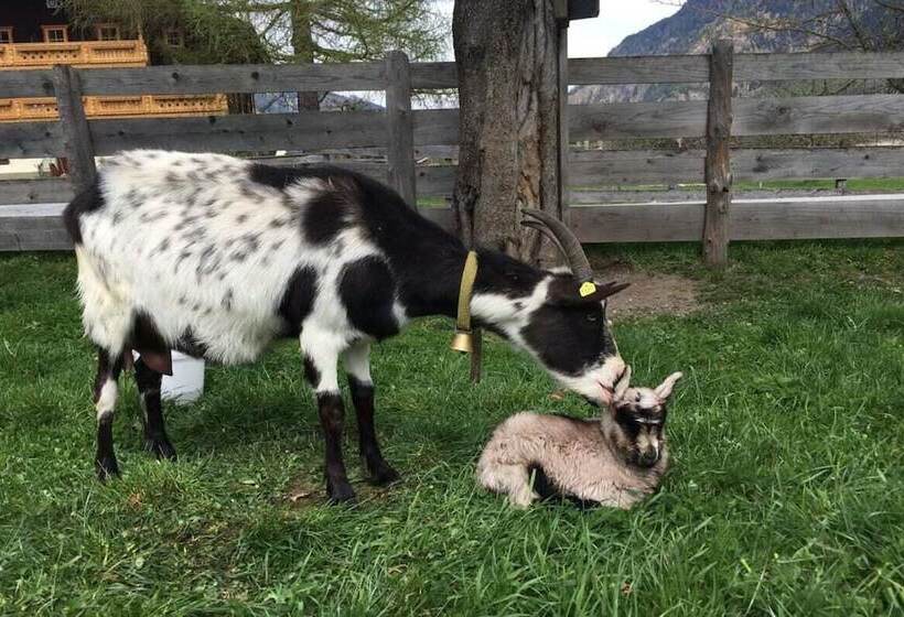 هتل Zittrauerhof   Urlaub Am Bauernhof Gastein
