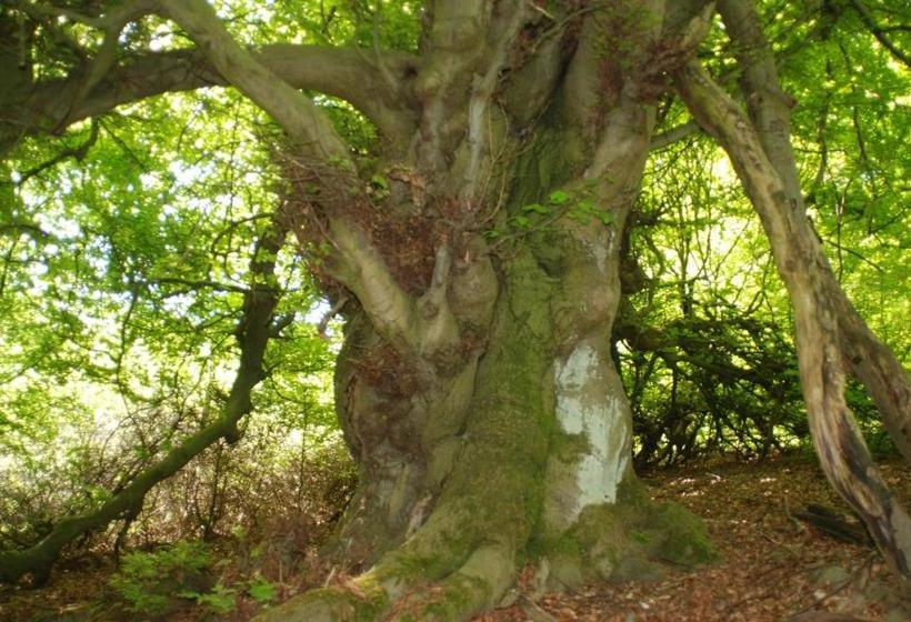 호텔 Pferdezentrum Edersee